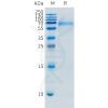 sp-pme m100113 fcrl5 sp1