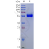 sp-pme m100131 cd8a sp1