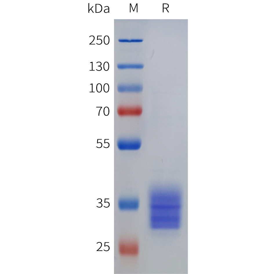 pme-m100138-mouse-igg2a-fc-sp1.png