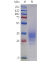 sp-pme m100139 cd2 sp1