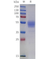 sp-pme m100140 il12b sp1