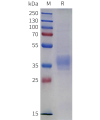 sp-pme m100141 lilrb4 sp1