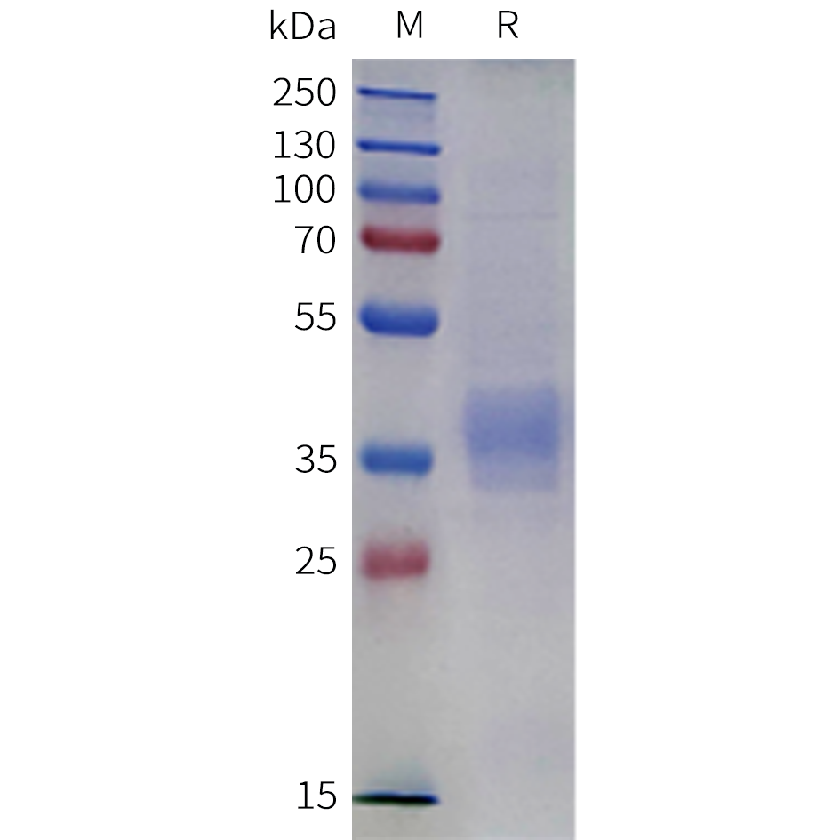pme-m100141-lilrb4-sp1.png