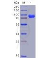 sp-pme100004 cd38 sp1