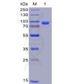 sp-pme100006 cd138 sp1