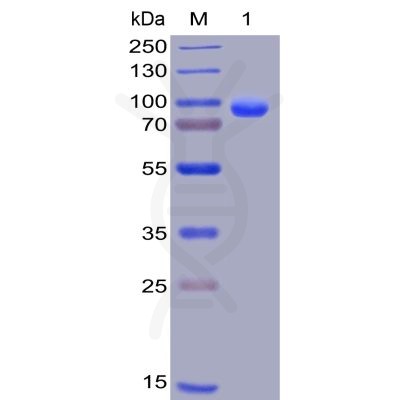 sp-pme100006 cd138 sp1