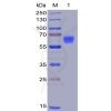 sp-pme100008 cd47 sp1