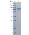 sp-pme100015 cd40 sp1