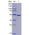 sp-pme100019 gitr sp1