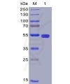 sp-pme100020 gitr ligand sp1