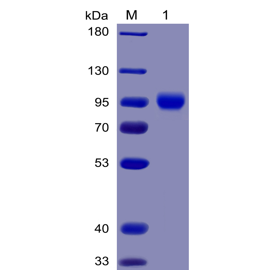pme100027-cd155-sp1.jpg
