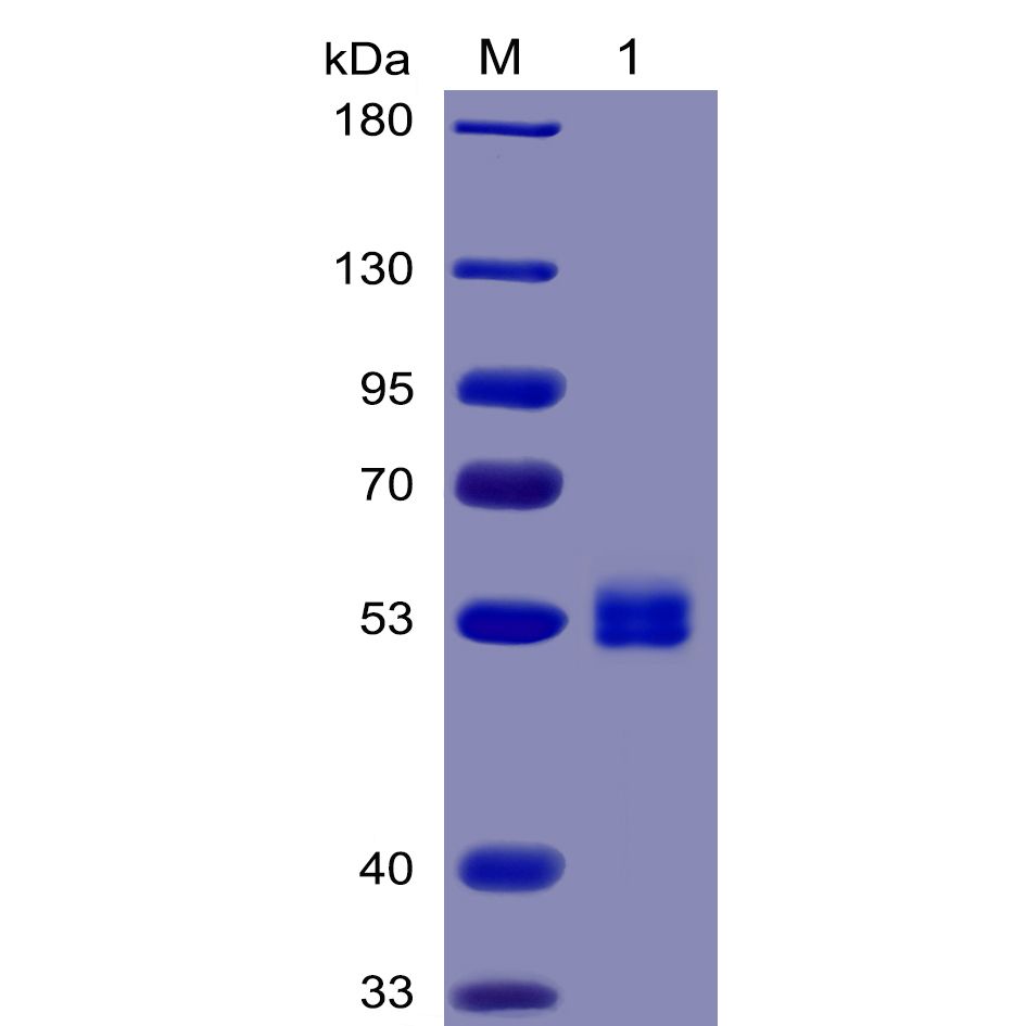 pme100032-il6-sp1.jpg