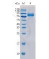 sp-pme100038 cd19 sp1