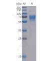 sp-pme100041 cd30 ligand sp1