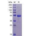 sp-pme100042 cd70 sp1