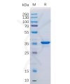 sp-pme100046 cd20 sp1