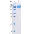 sp-pme100050 dnam 1 sp1