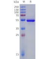sp-pme100054b 4 1bb ligand sp1