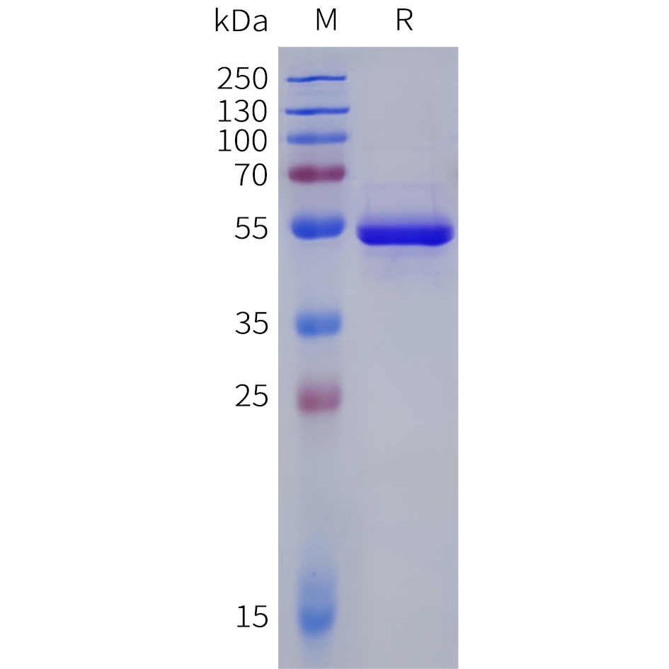 pme100054b-4-1bb-ligand-sp1.png
