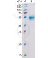 sp-pme100055 cd160 sp1