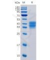 sp-pme100061 cd52 sp1