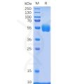 sp-pme100081 nkp30 sp1