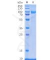 sp-pme100083 cd114 sp1