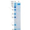 sp-pme100087 selp sp1