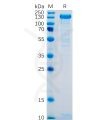 sp-pme100087 selp sp1