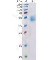sp-pme100090 pvrig sp1