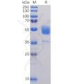 sp-pme100091 cd37 sp1