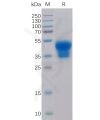 sp-pme100098 il2ra sp1