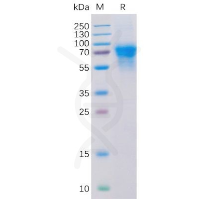 sp-pme100102 cd46 sp1