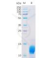 sp-pme100106 muc1 sp1