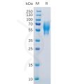 sp-pme100123 5t4 sp1