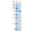 sp-pme100152 ca9 sp1