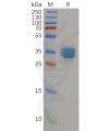 sp-pme100156 cb2 sp1