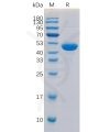 sp-pme100192 cd40 ligand sp1