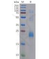 sp-pme100208 clec2d sp1