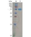 sp-pme100250 folr2 sp1