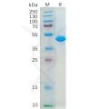 sp-pme100300 il2 sp1