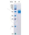 sp-pme100349 mica sp1