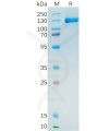 sp-pme100390 psma sp1