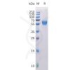 sp-pme100399 ror1 sp1