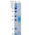 sp-pme100461 pd 1 sp1