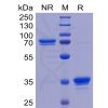 sp-pme100463 tweakr sp1
