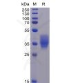 sp-pme100466 cd200 sp1