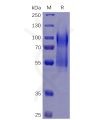 sp-pme100469 cd34 sp1