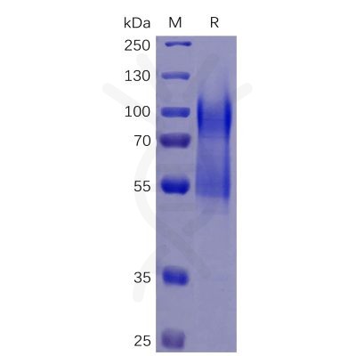 sp-pme100469 cd34 sp1