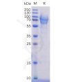 sp-pme100471 cd162 sp1